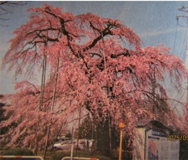 栃木医療センター内のしだれ桜